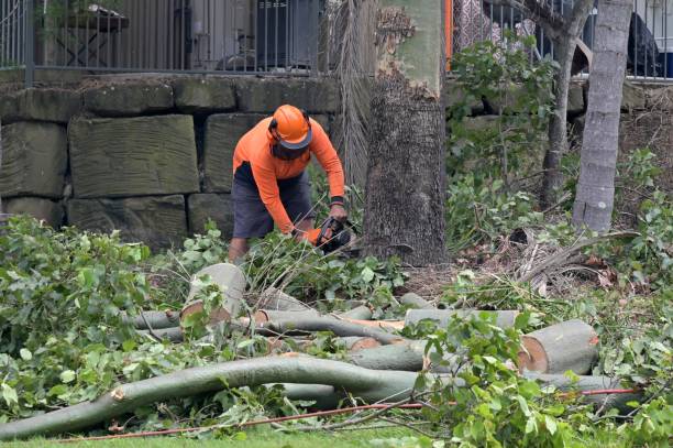 Best Arborist Consultation Services  in Orchard City, CO